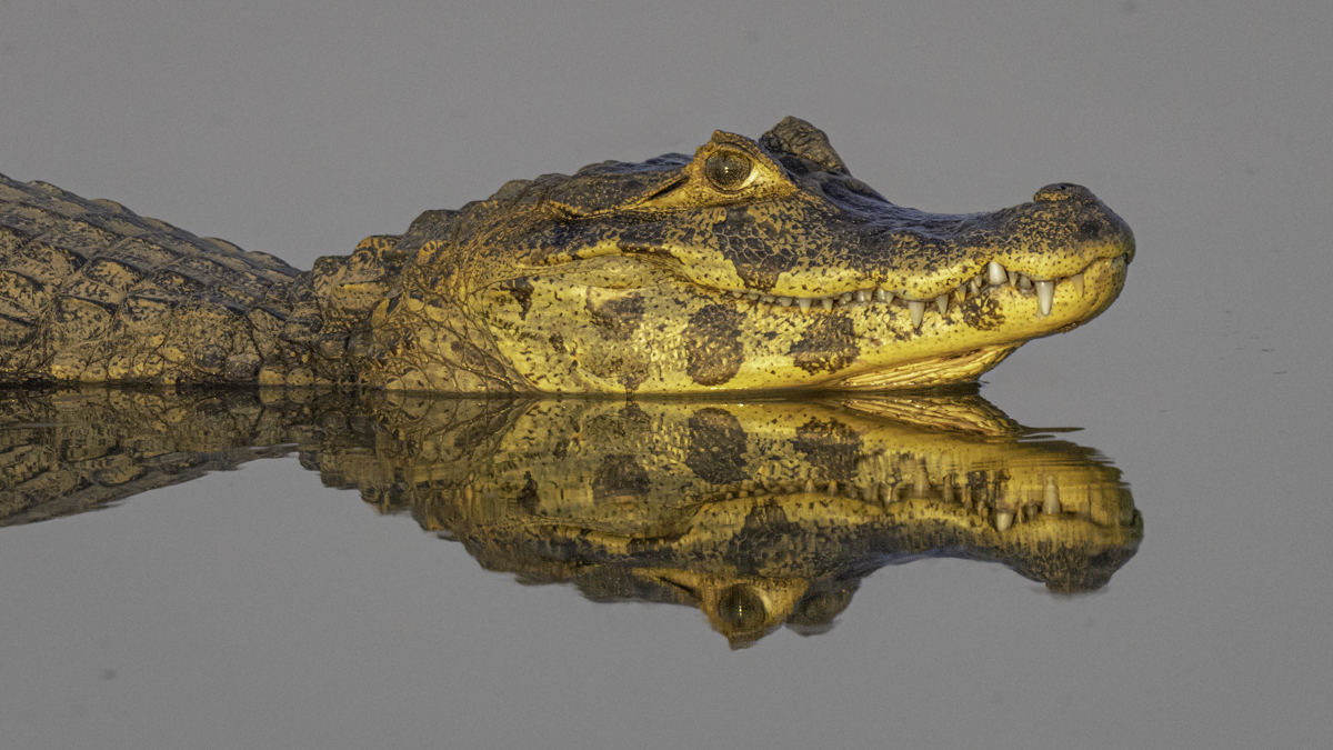  Yacare Caiman-04663-Edit.jpg