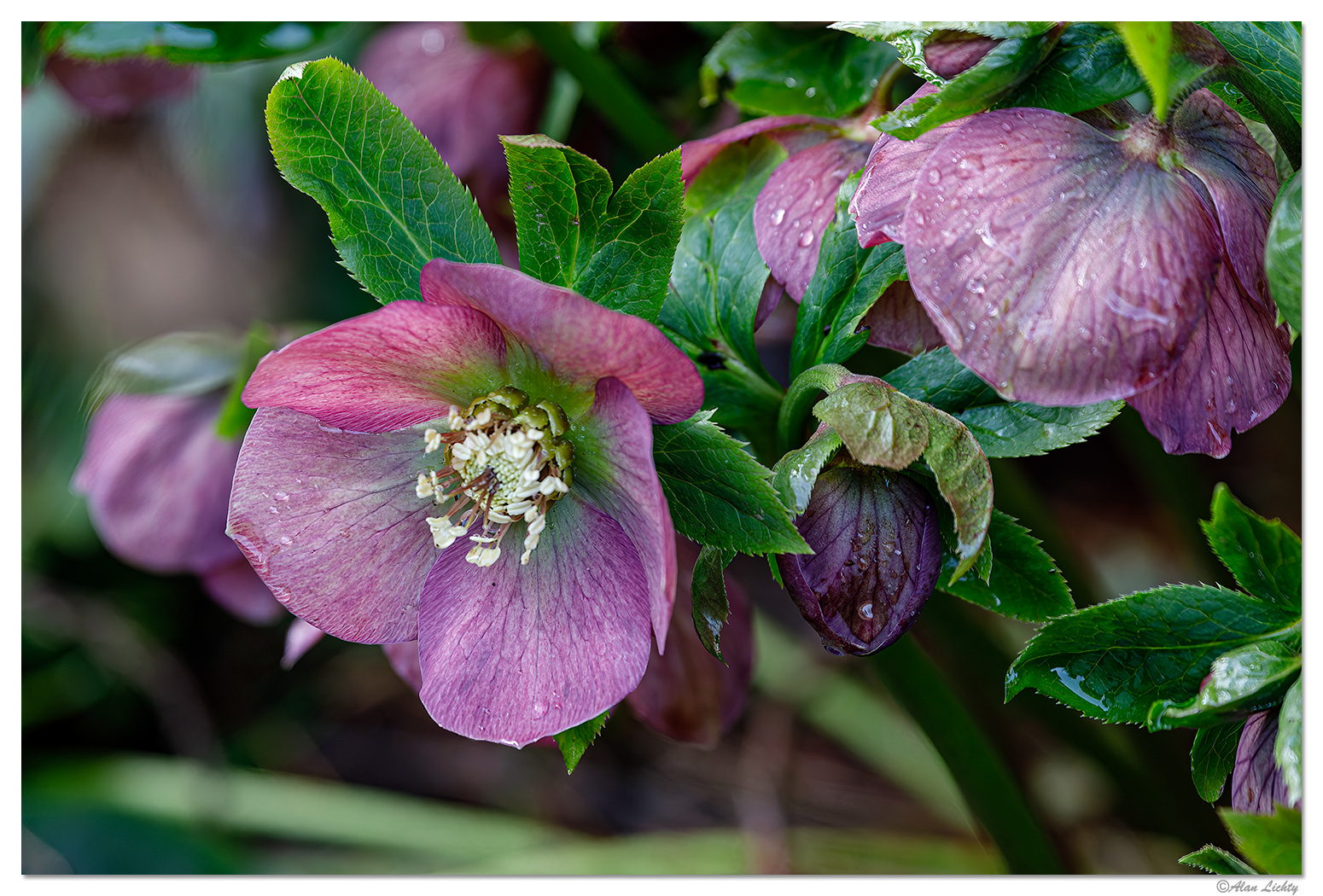 YB-Helleborus.jpg