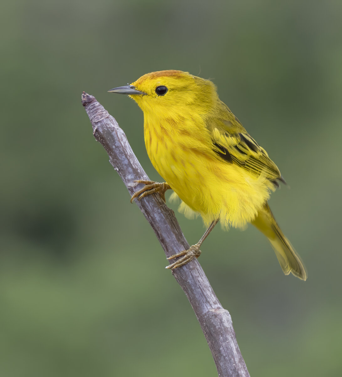 * YelloewWrbler PA170988-Edit.jpg