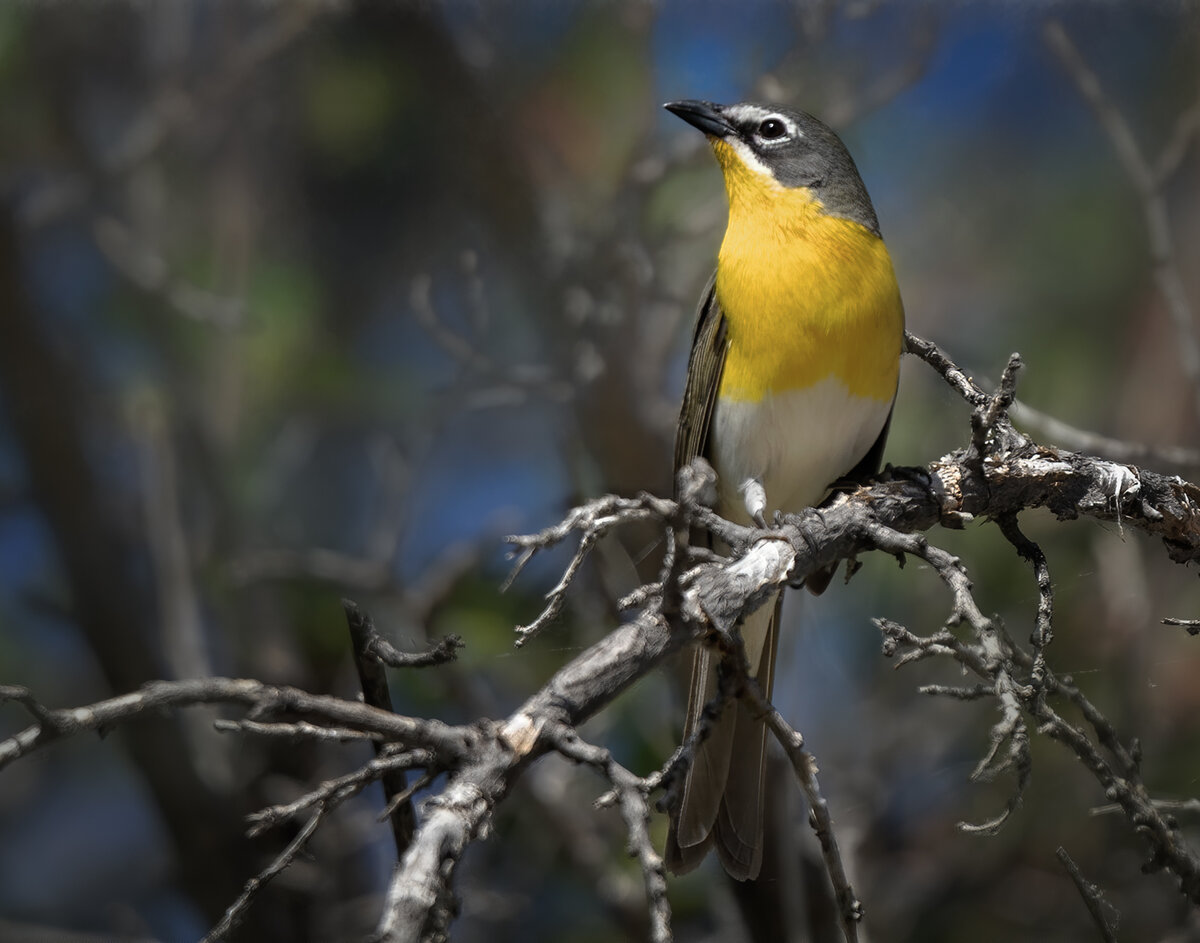 Yellow-breasted chat-8730-Edit-Edit.jpg