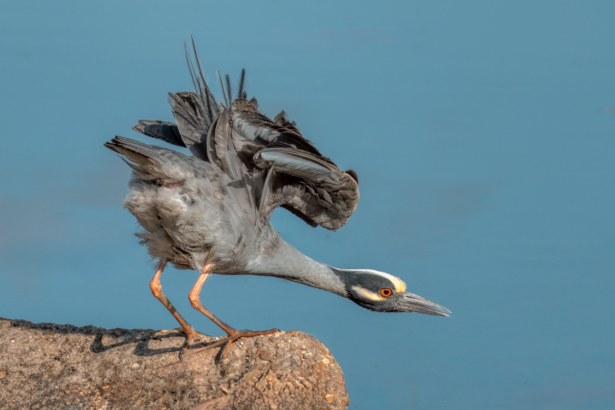 Yellow-crowned Night Heron-09647-Edit.jpg