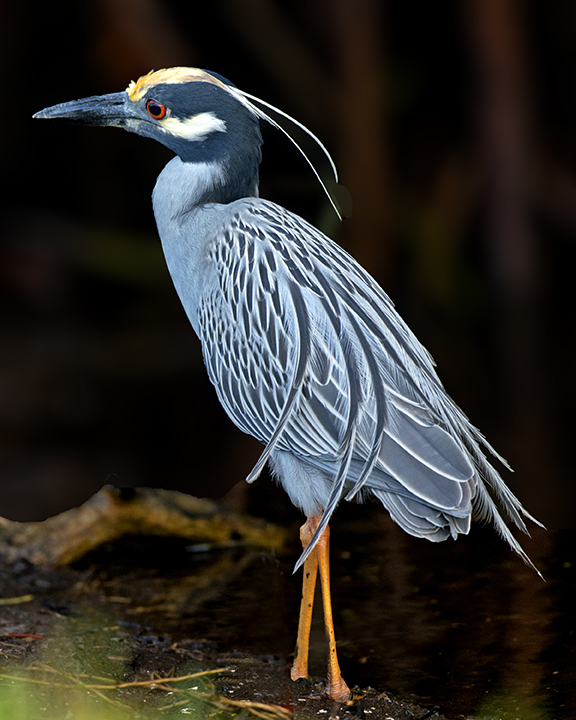 Yellow-crowned Night Heron.jpg