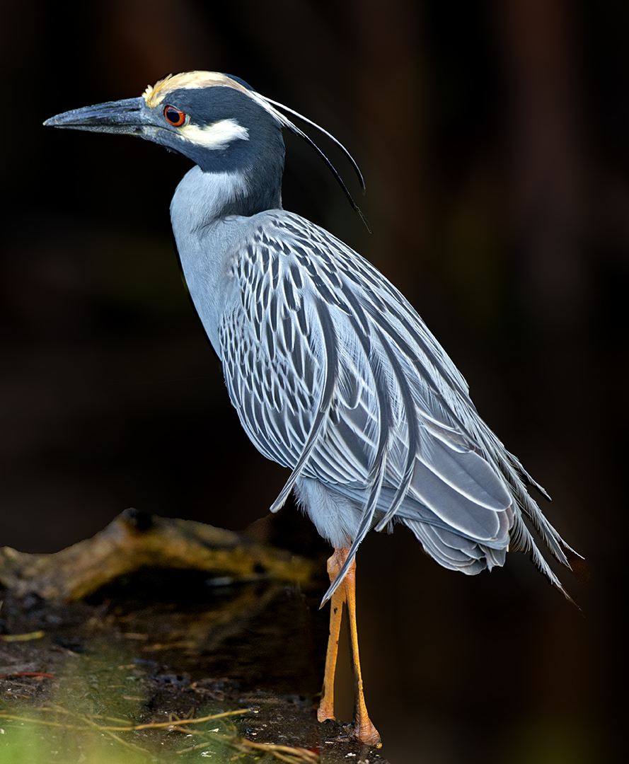 Yellow-crowned Night Heron.jpg