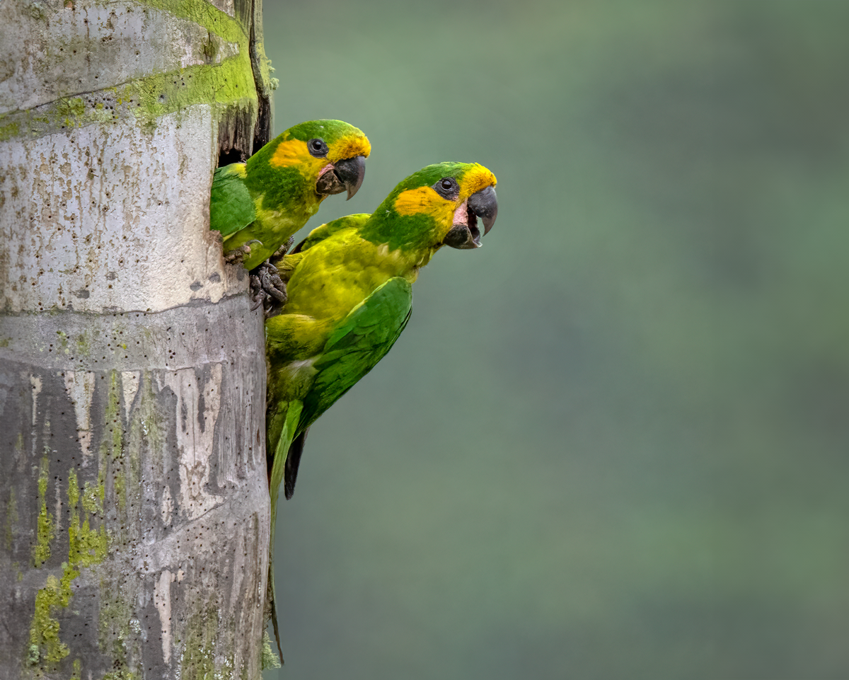 Yellow-eared parrot-02410-Edit.png