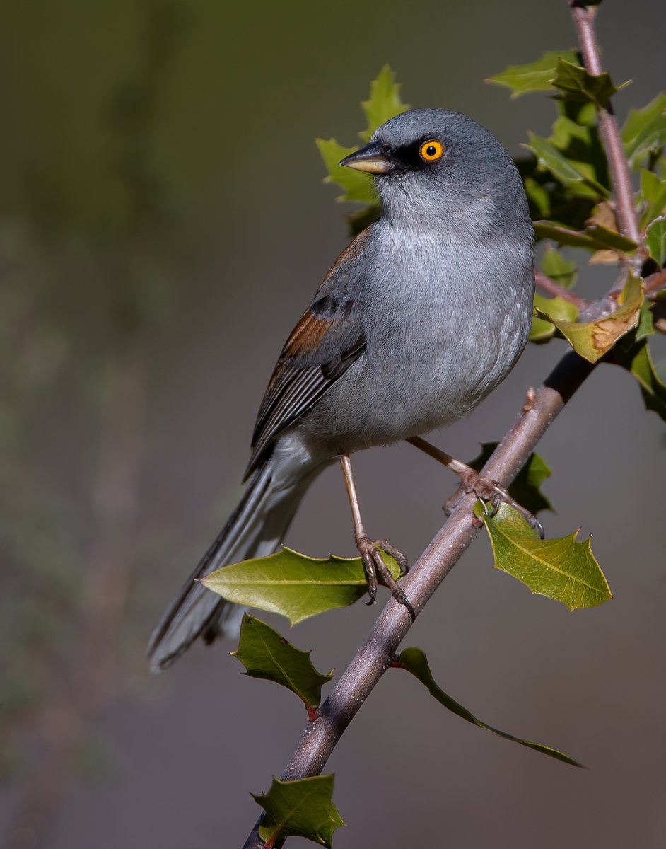 Yellow-eyed Junco.jpg