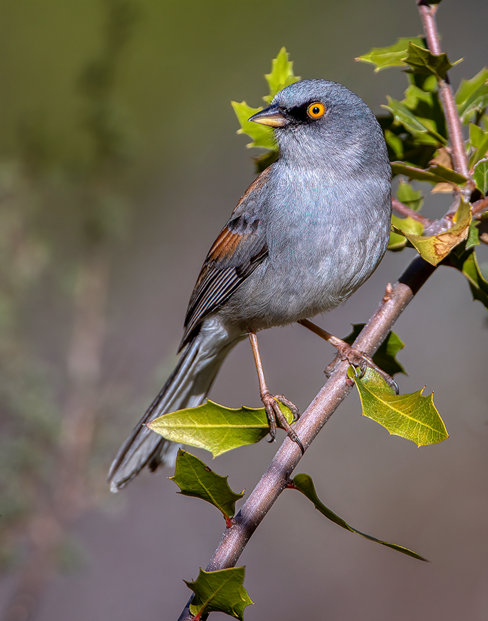 Yellow-eyed Junco.png