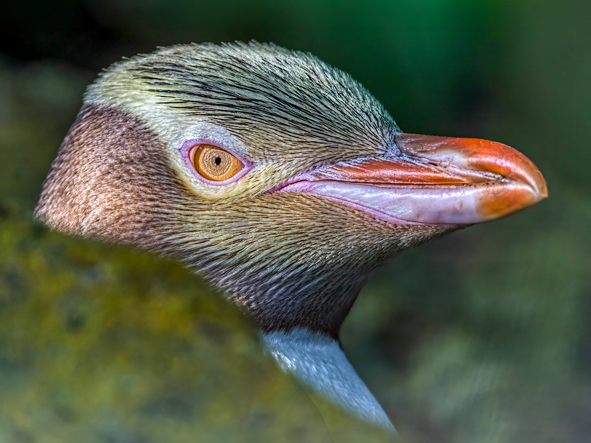 Yellow-eyed Penguin.jpg