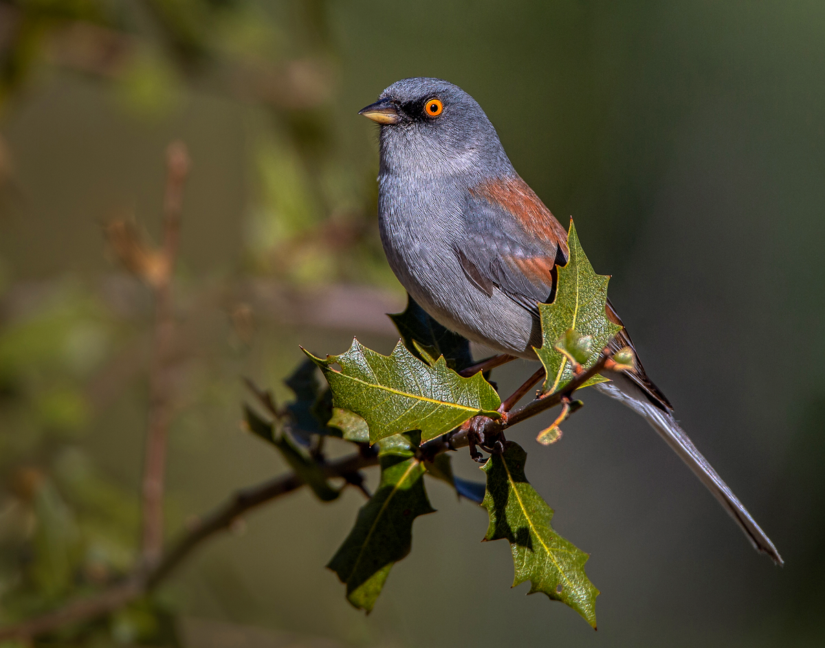 Yellow eyeed Junco 1.png