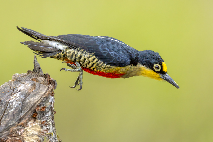 Yellow-fronted Woodpecker-09446-Edit.jpg