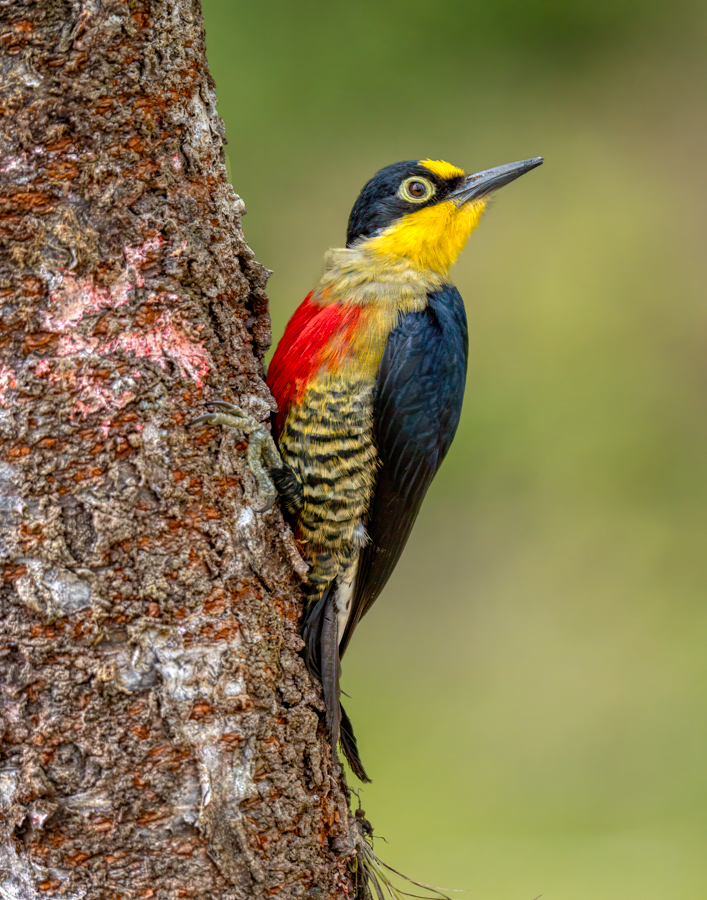 Yellow-fronted Woodpecker-09785-Edit.jpg