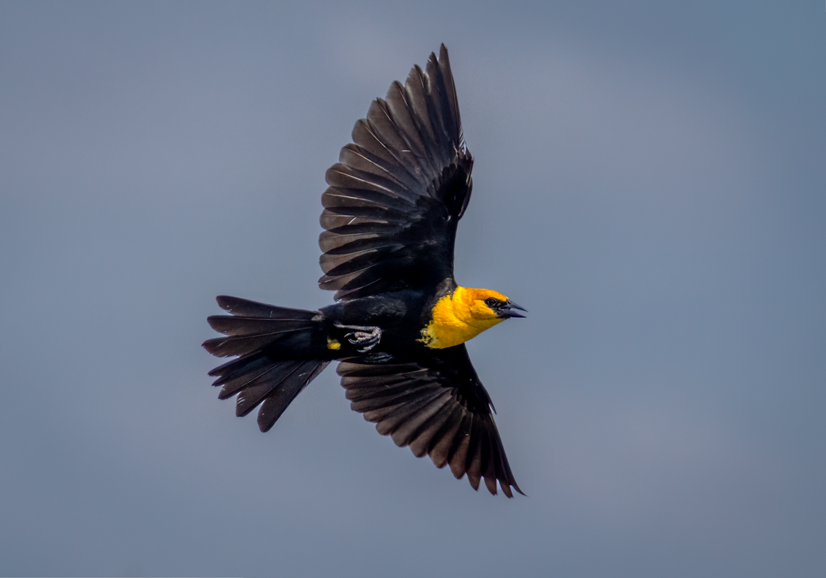 Yellow-headed blackbird, -04051-Edit-2.png