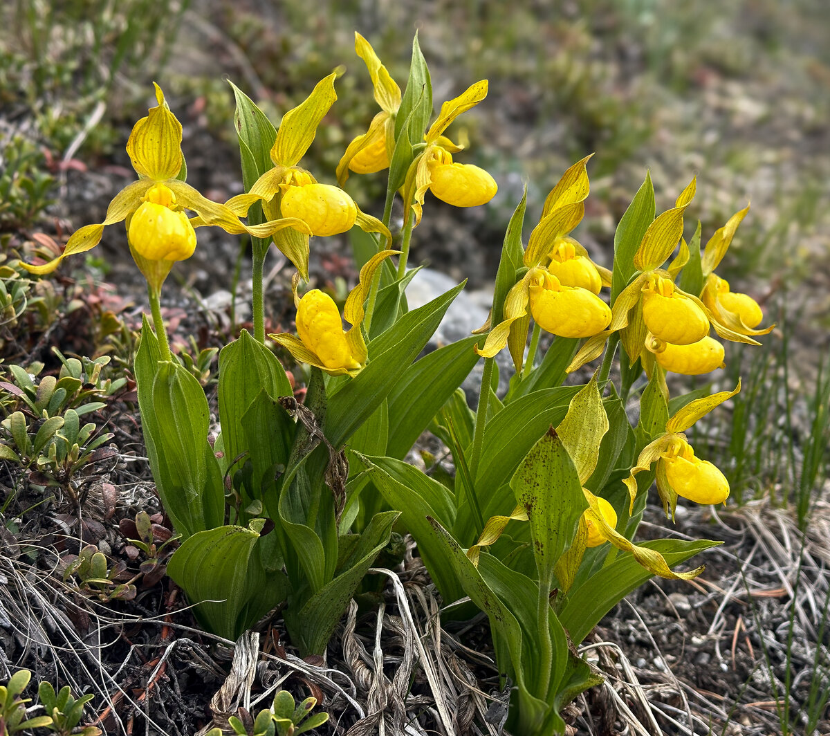 Yellow lady slipper.jpg