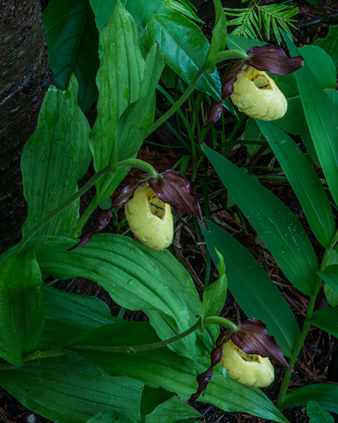 yellow lady's-slipper (1 of 1)-2.jpg