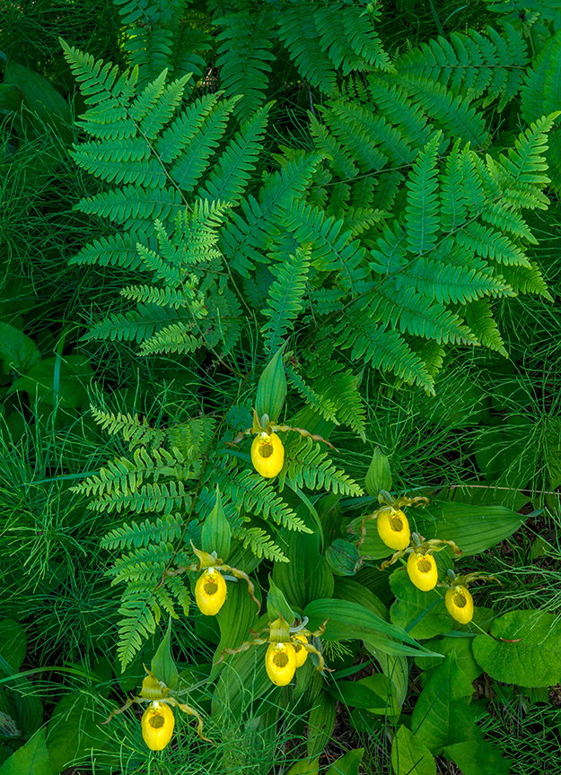 Yellow Lady's-slippers and Sensitive Ferns.jpg