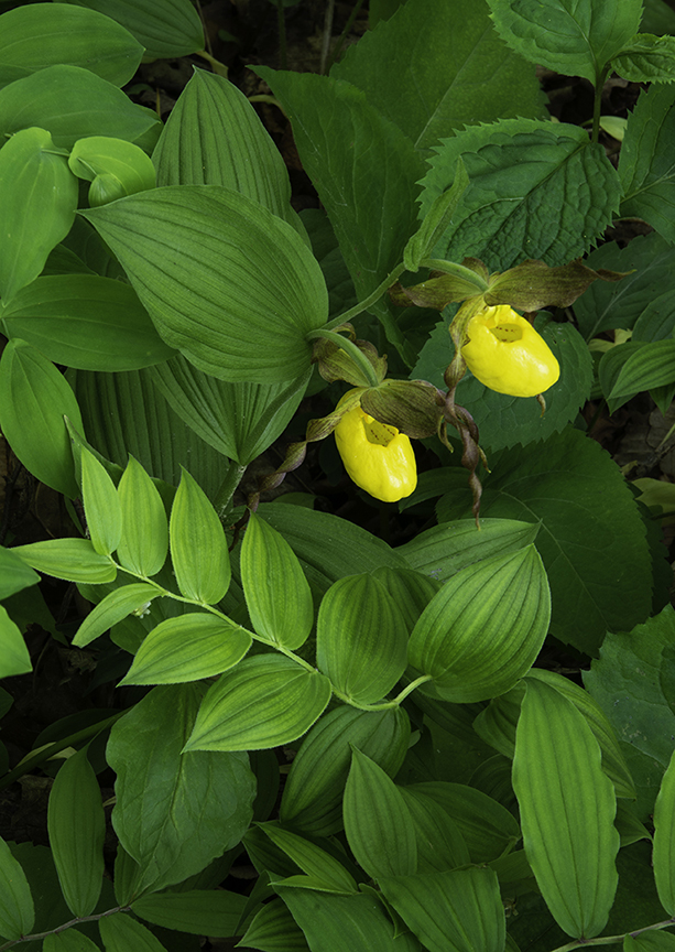 Yellow Lady's-slippers and Solomon Seal.jpg