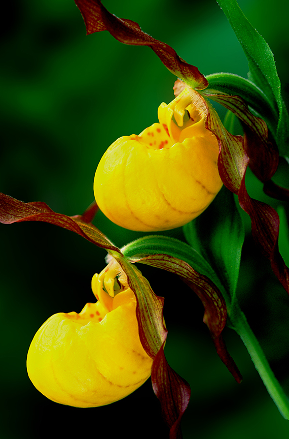 Yellow Lady's-slippers.jpg
