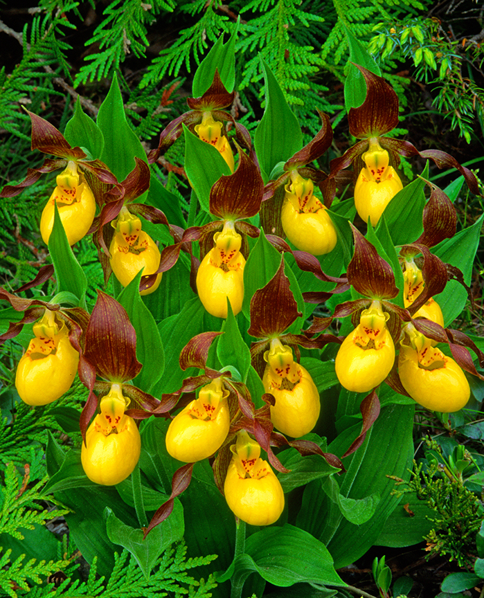Yellow Lady's-slippers, Ontario, canada.jpg