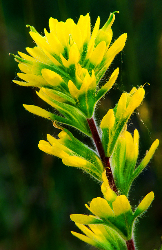 YELLOW PAINTBRUSH.jpg