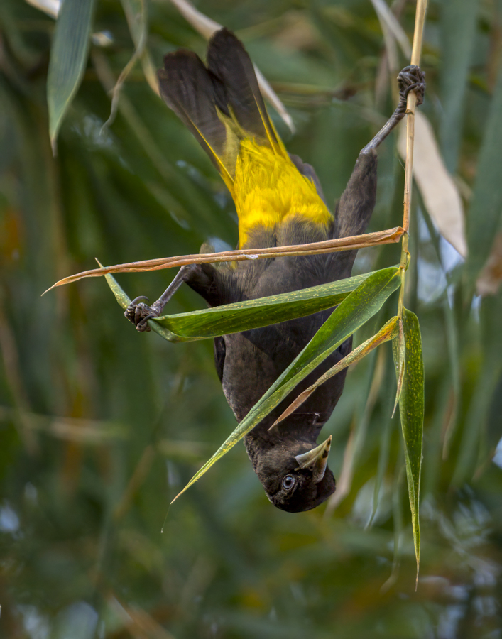 Yellow-rumped cacique-.jpg