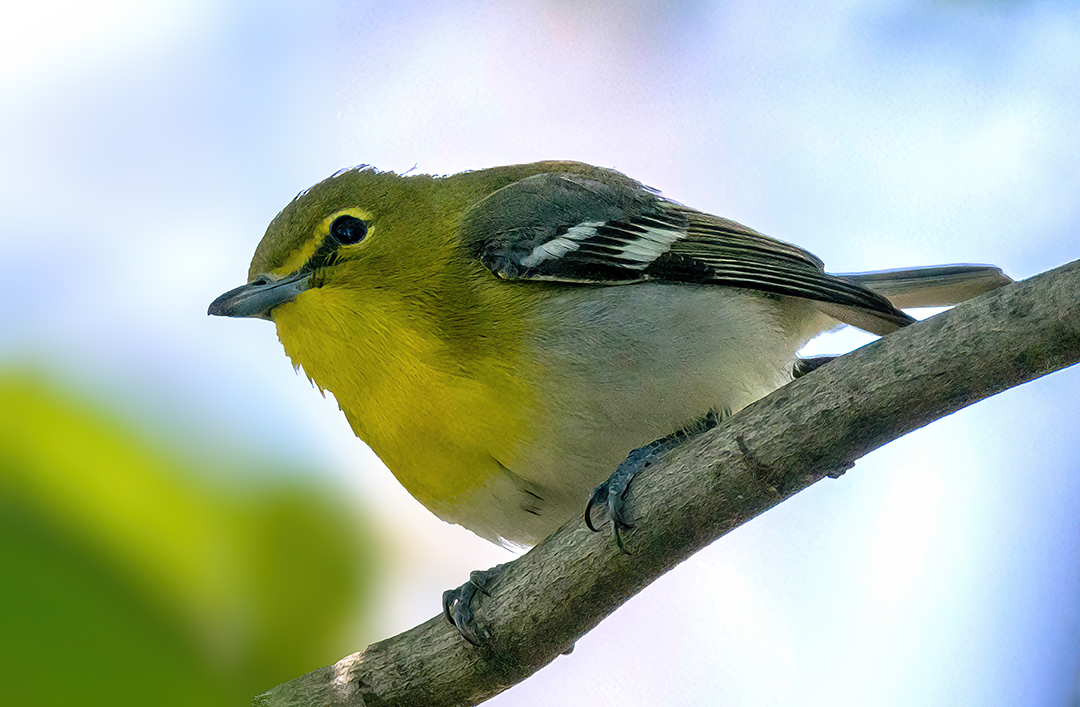 Yellow-throated Vireo 2.jpg