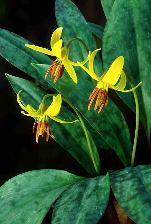 yellow trout lily.jpg