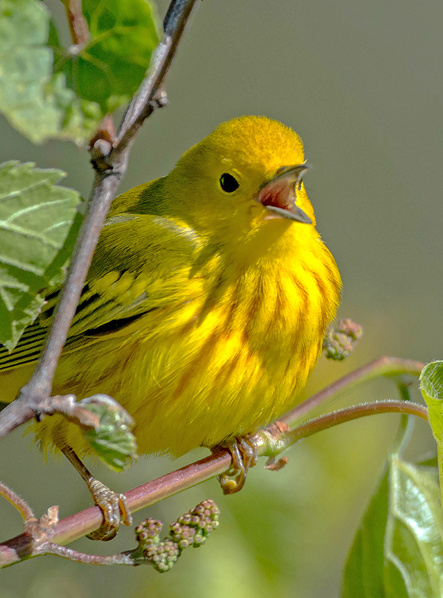 Yellow Warbler for print.jpg