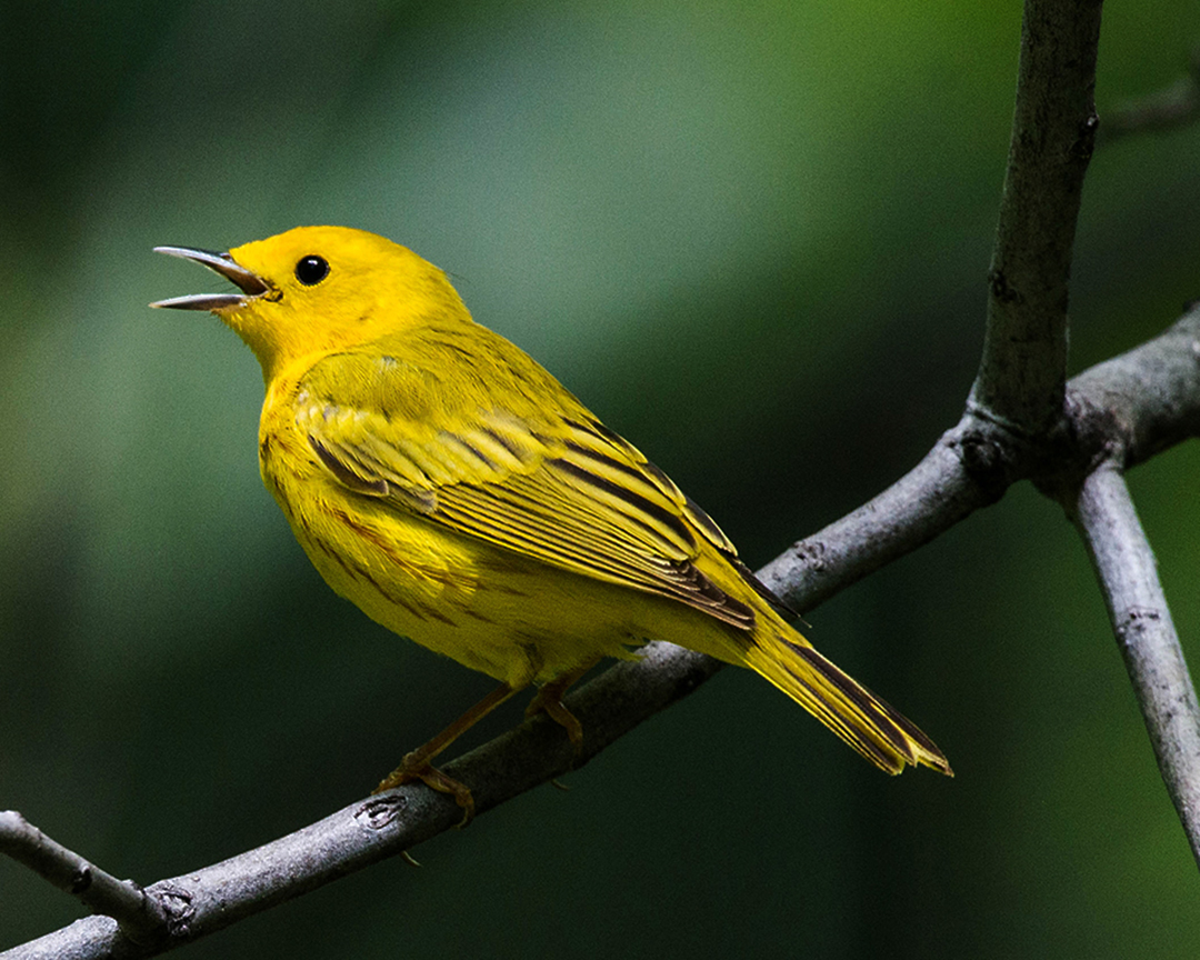 Yellow Warbler.jpg