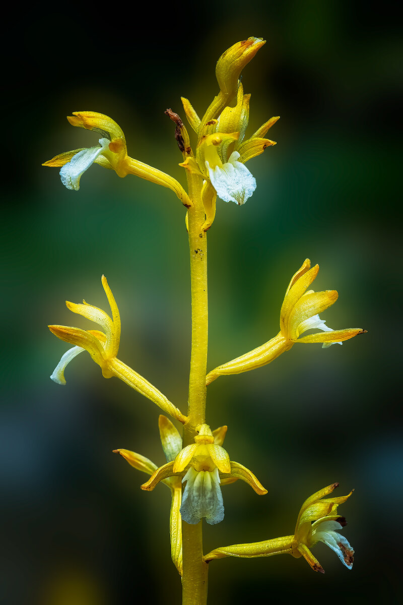 YellowCoralrootrochidNOiseSharpNikCurves.jpg