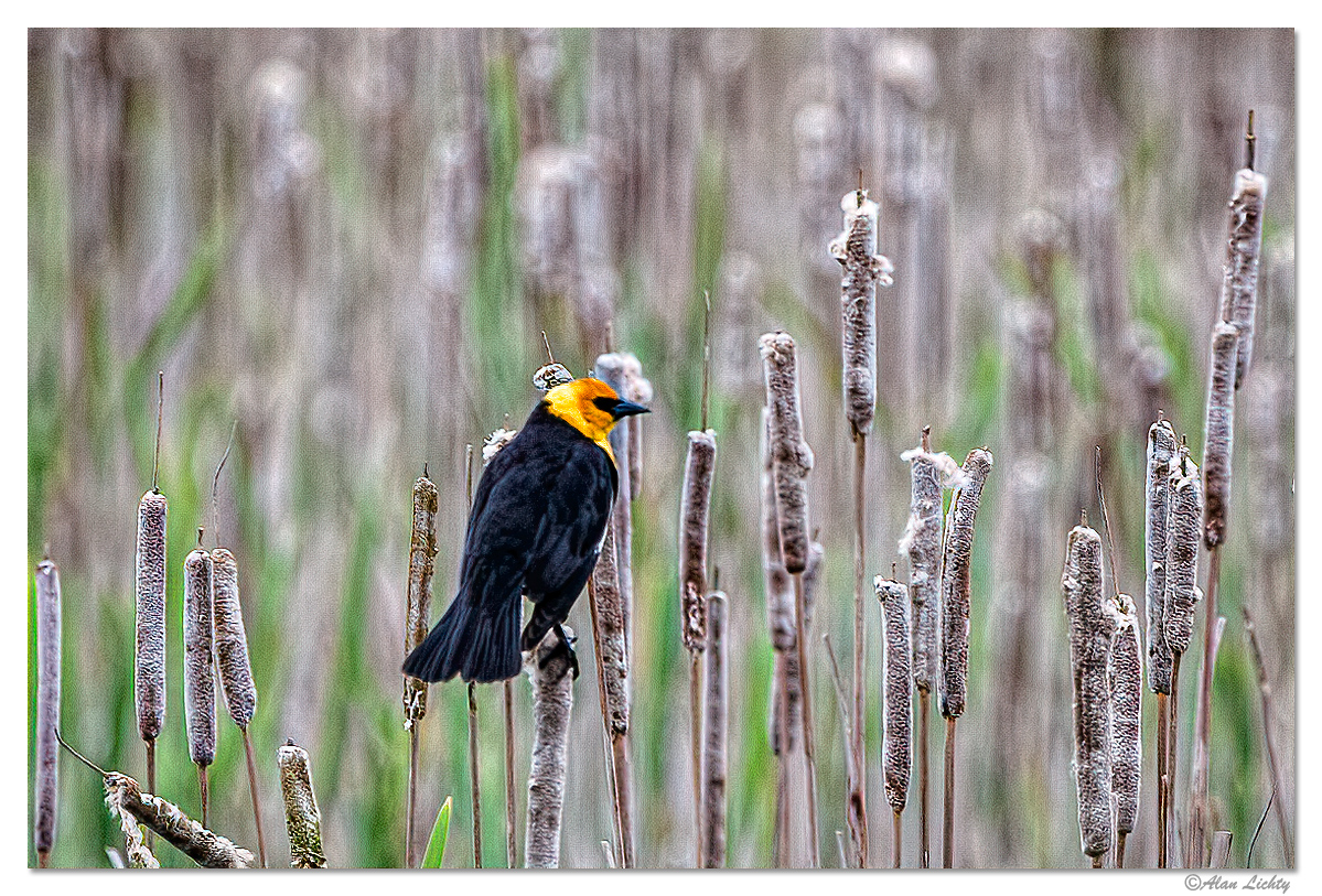 YellowHeadedBlackbird.jpg