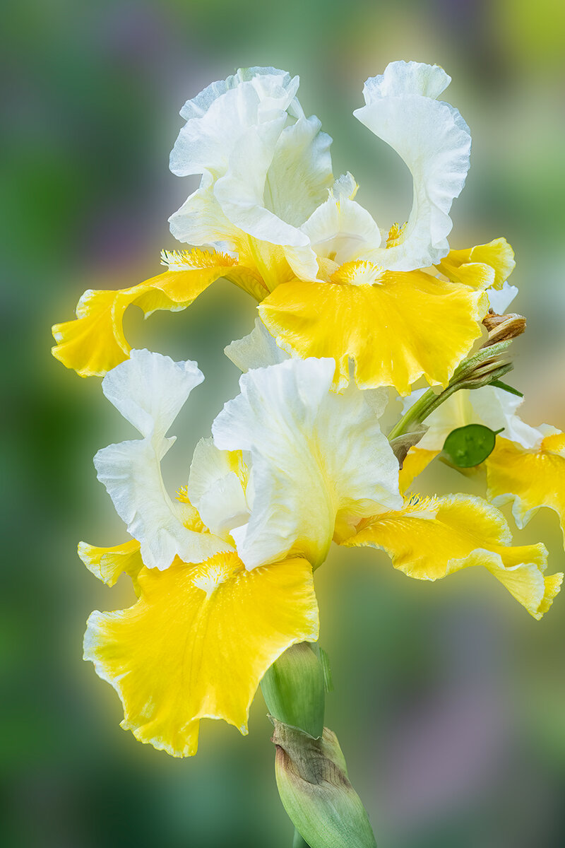 YellowWhiteIrisNoiseSharpBlurNik.jpg