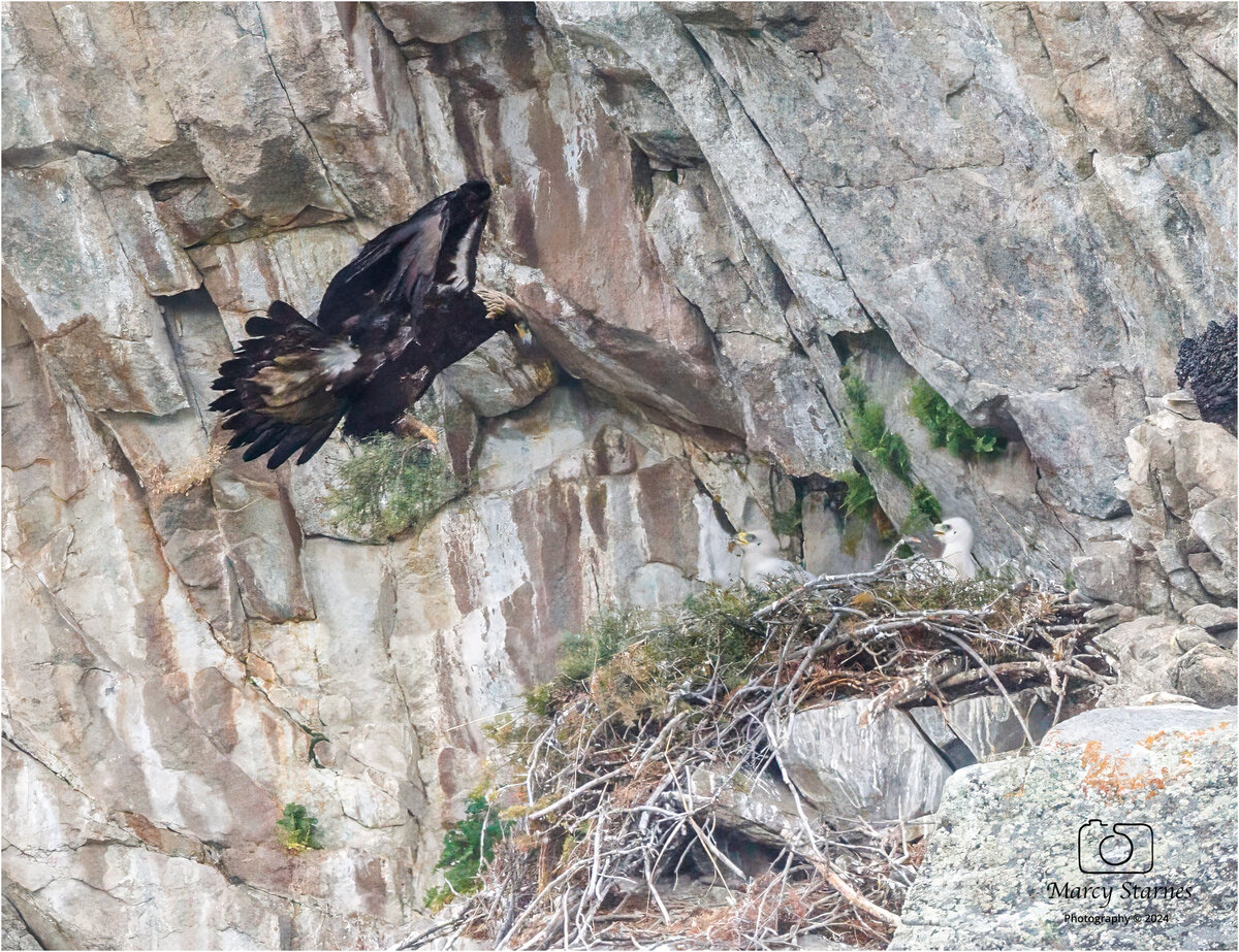 ynp_eagle_11_web.jpg