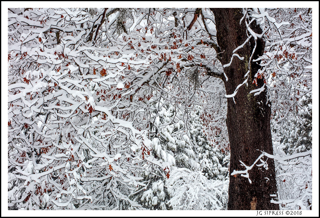 yosemitwsnowbranches1.jpg