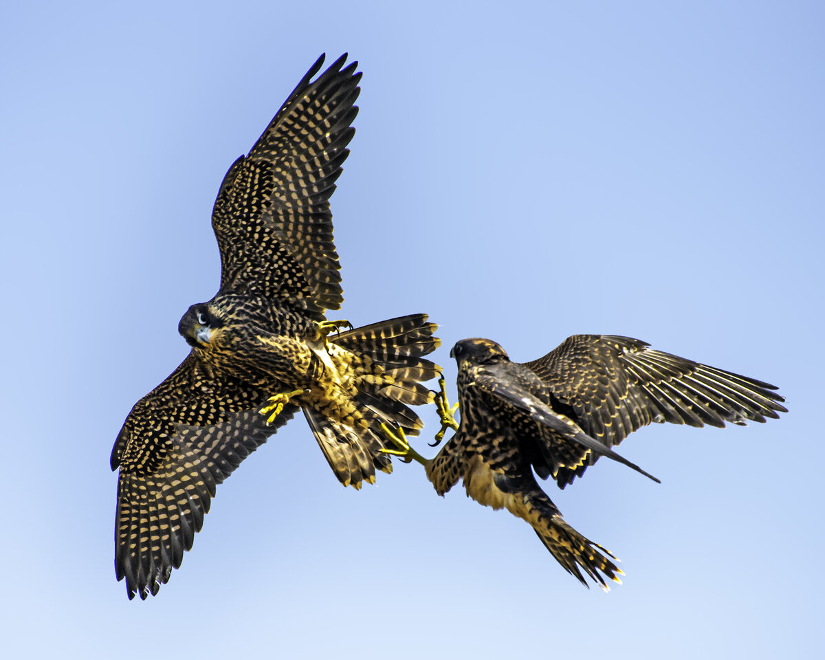 young Peregrine falcons.jpg