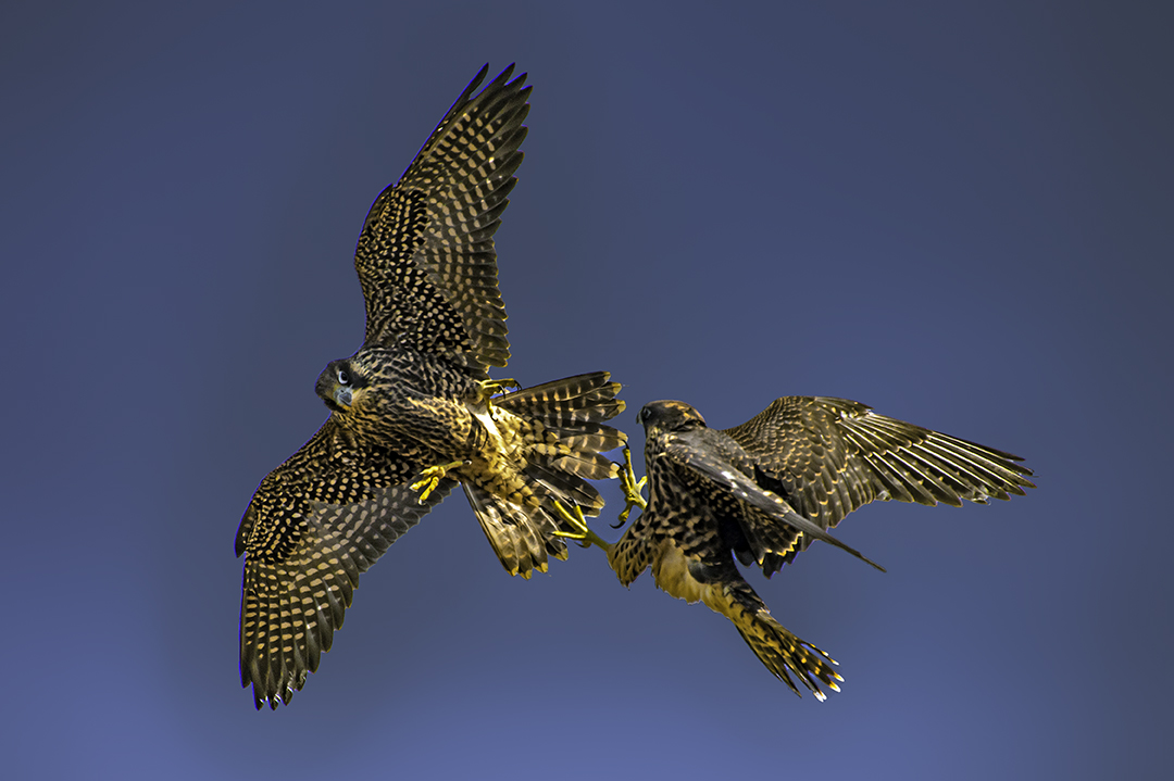 young Peregrine falcons.jpg