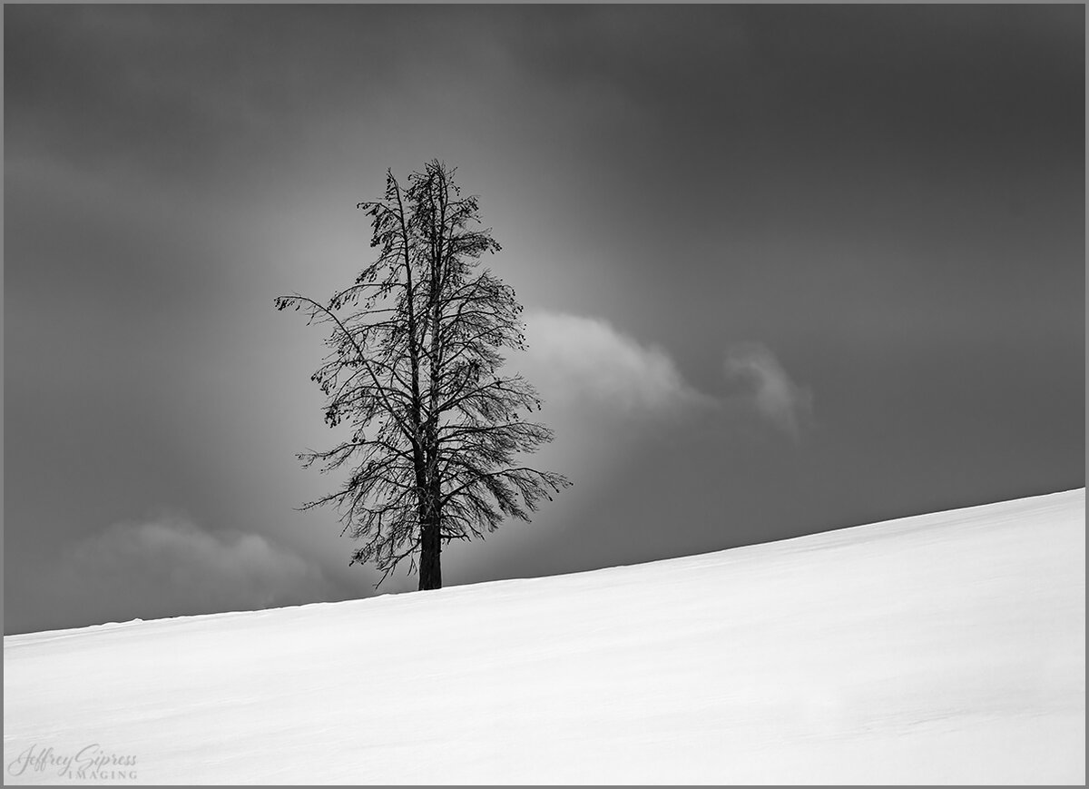 ystonetreehill1.jpg