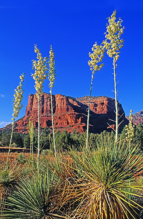 yuccas and courthouse.jpg