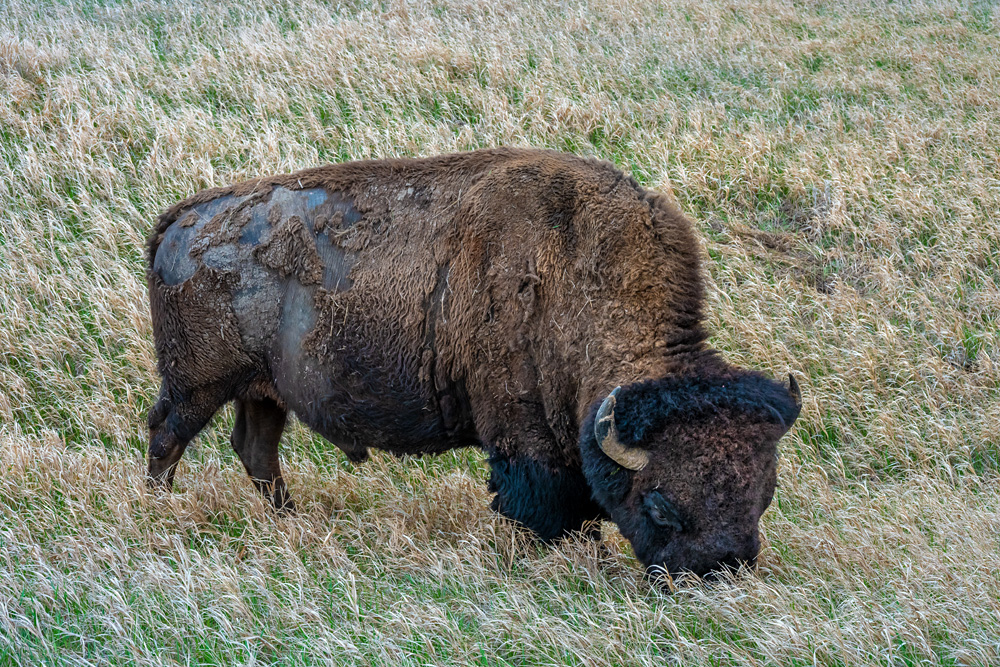 Z63_7867_dw.jpg