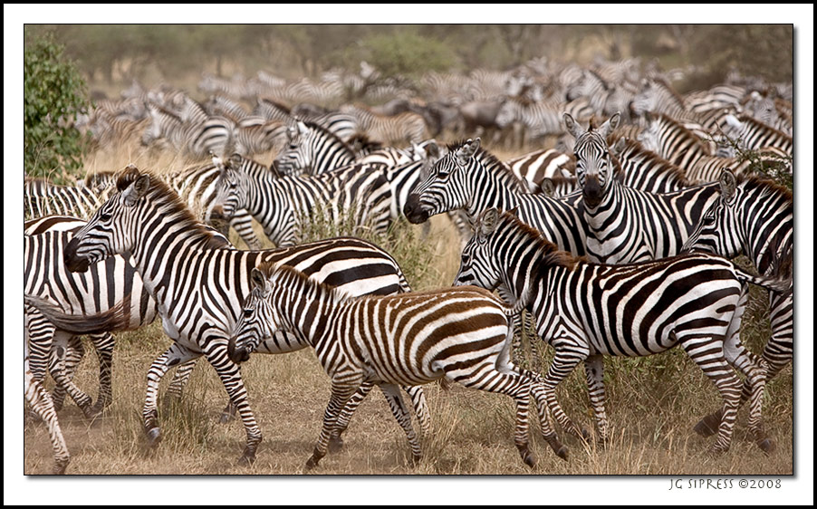 zebragroup3.jpg