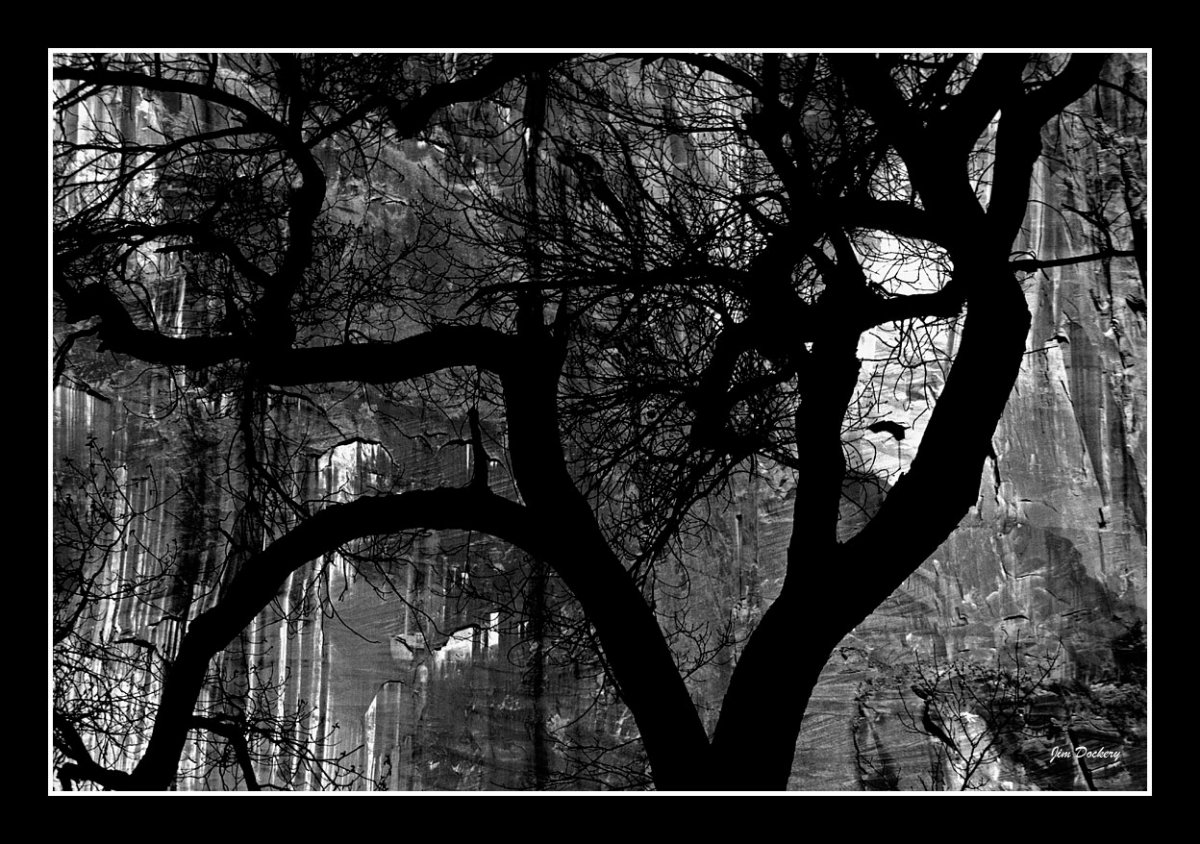 Zion-tree.jpg