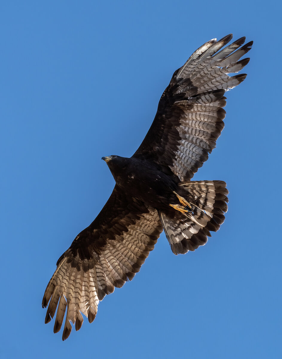 Zone-tailed Hawk-6686-Edit.jpg