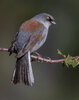 Yellow-eyed Junco-1323-Edit.jpg