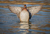 Wood duck-8478-Edit.jpg