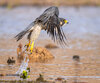 Peregrine falcon-3-Edit.jpg