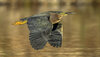 Green heron-07990-Edit.jpg