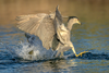 Black-crowned night heron-01816-Edit.png