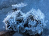 Hoar frost.jpg