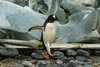gentoo penguin.jpg