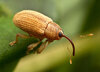 oak Weevil FW.jpg