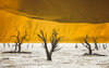 Sossusvlei-Camel-Thorn-Trees-Namibia.jpg