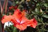 flowerred.jpg